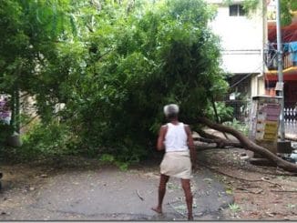 Chennai tree pruning