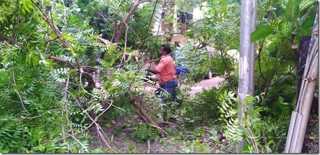 Chennai tree pruning