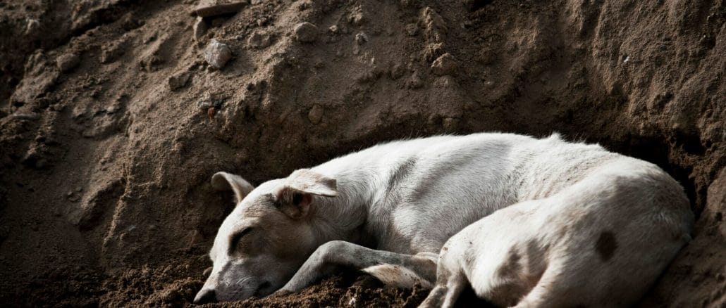 Stray dogs and the Animal Birth Control programme in Chennai - Citizen  Matters, Chennai
